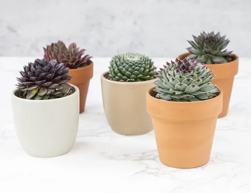 Miniatura 8 de Plantas suculentas 20 suculentas Sempervivum Enraizadas en macetas con tierra Plantas de interior reales Regalos o decoración de habitación