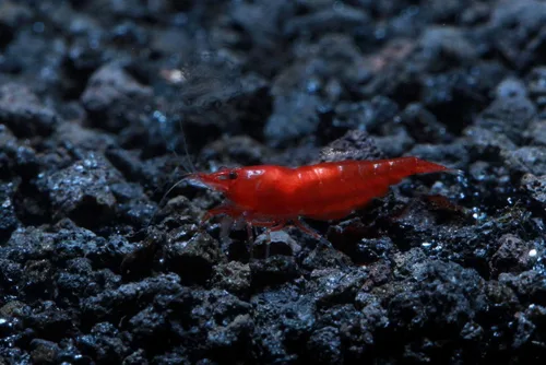 Miniatura 13 de Camarones vivos de acuario de agua dulce - Neocaridina (Carbon Rili, 10 unidades)