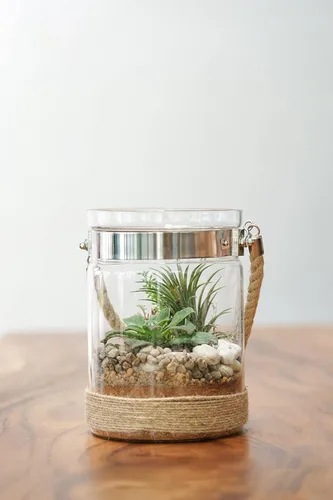 Miniatura 14 de Tillandsia Plantas de aire vivas de interior (paquete de 100), plantas de aire, recuerdos de fiesta a granel o recuerdos de boda, plantas vivas