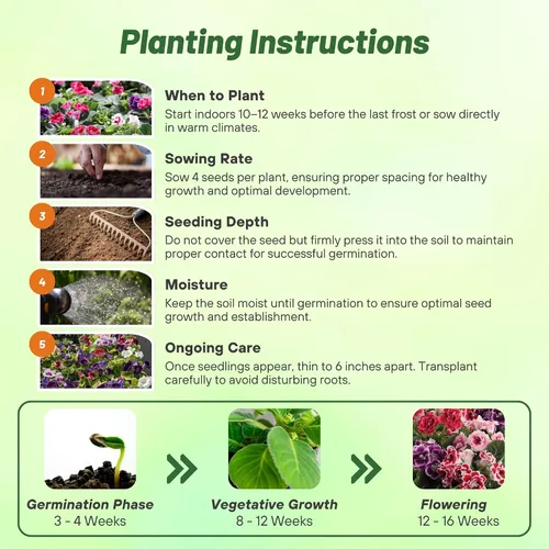 Miniatura 4 de Outsidepride Gloxinia Seeds - 25 unidades. Perenne, fácil de cultivar y de bajo mantenimiento, semillas de flores para plantar flores mixtas