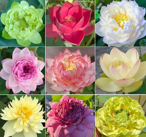 Color mezclado Bonsai Bowl Lotus Water Lily Semillas (30 PCS)