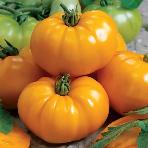 Miniatura 4 de Park Seed Variedad de semillas de tomate, plantación de verduras, fácil de cultivar, sin OMG, perfectas para cosechar, híbrido Celebrity Plus