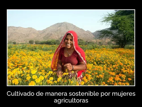Miniatura 6 de Daana Aceite de mostaza: certificado USDA orgánico, extra virgen, prensado en frío (12 oz)
