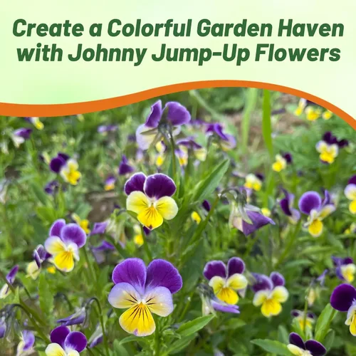 Miniatura 5 de Outsidepride Johnny Jump Up Viola semillas de flores silvestres - 1/8 lb Semillas fáciles de cultivar, perennes compactas y resistentes para plantar