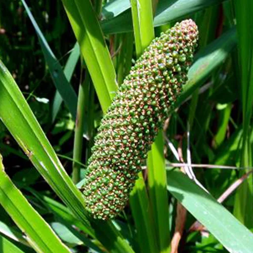 Miniatura 2 de Semillas de bandera dulce (Acorus Calamus americanus) Más de 50 semillas de hierbas medicinales en cápsulas de semillas congeladas para el jardinero