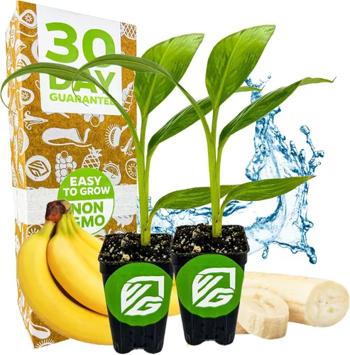 Miniatura 9 de Planta viva de árbol de plátano para helado - Musa acuminata - Planta inicial de Wellspring Gardens - Plantas fáciles de cultivar para amantes