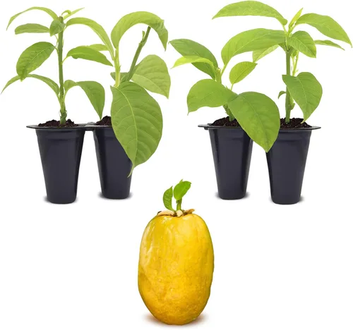 Granadilla Gigante de Fruto de la Pasión (Paquete de 4) Viva en Venta | Plantas Fáciles de Cultivar | Planta de Fruta Comestible para Vida