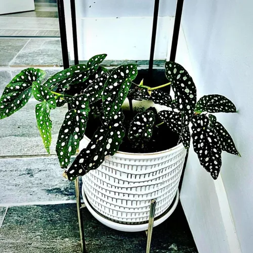 Begonia - Planta viva para exteriores, puede crecer como begonia llorona, planta de floración de rápido crecimiento y fácil cuidado para