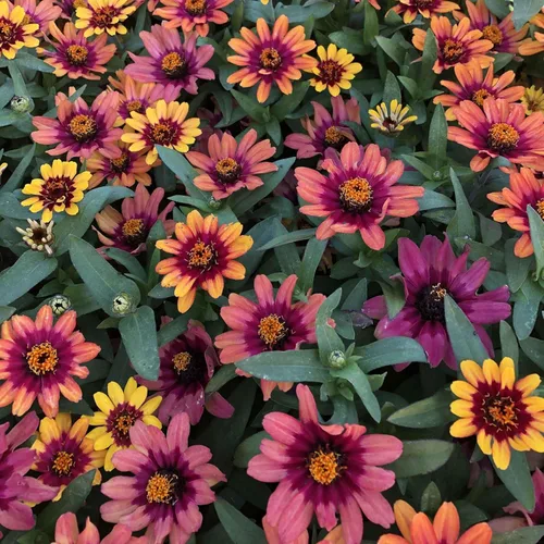 Miniatura 83 de Eden Brothers - Semillas de zinnia, cactus con flores, sin OMG, plantar en primavera, paquete, flores de bajo mantenimiento, zonas 3, 4, 5, 6, 7, 8