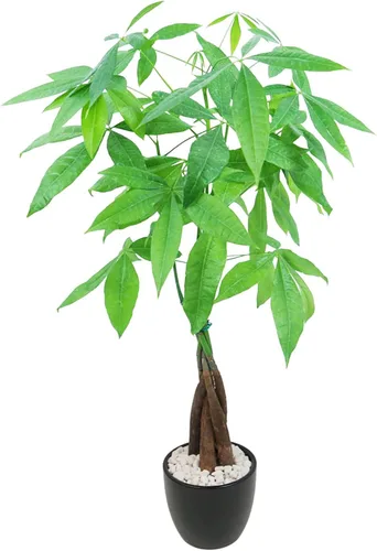 Miniatura 8 de Athena's Garden Money Tree Pachira - Plan vivo de interior con maceta de cerámica, 18 pulgadas de alto, maceta negra, rocas rojas, mediano