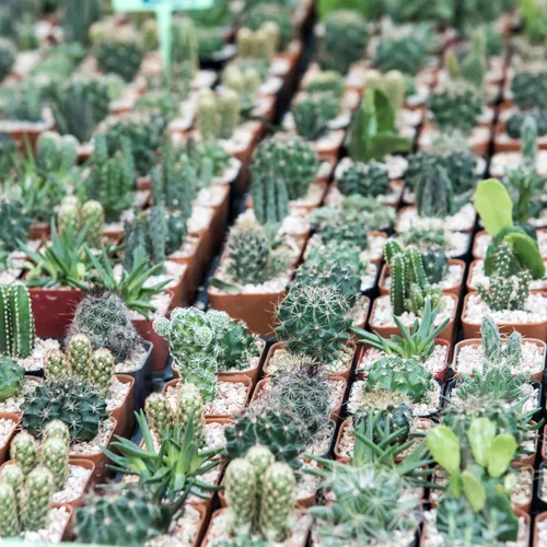 Miniatura 6 de Mountain Crest Gardens Paquete a granel de cactus – 25 plantas vivas, 5 de cada variedad, enraizadas en macetas de 2 pulgadas, cactus reales