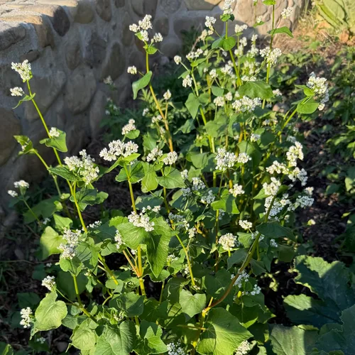 Miniatura 8 de Plant Good Seed Semillas orgánicas de trigo sarraceno, paquete de 125, semillas tradicionales para plantar verduras, granos, brotes, suministros