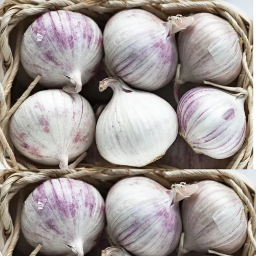 1 Libra de Ajo Duro de Cuello para Plantar en Otoño, Bulbo de Ajo Grande para Plantar, Fresco y Alta Rendimiento, Resistente al Frío, Plantación de
