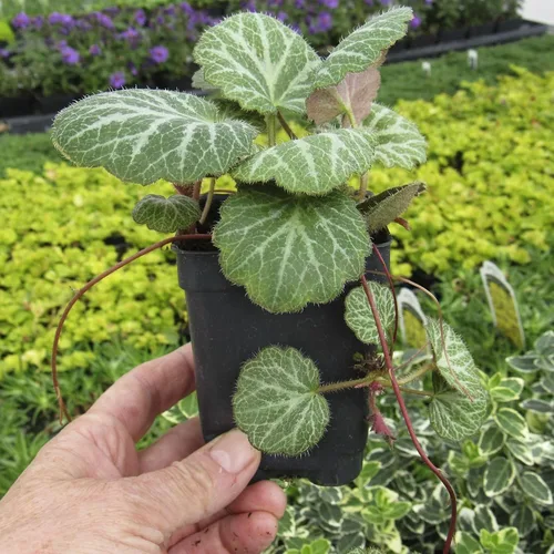 Miniatura 4 de Saxifraga stolonifera, planta viva de begonia de fresa, geranio de fresa, saxífraga rastrera, lámina de roca rastrera, madre de miles, cubierta
