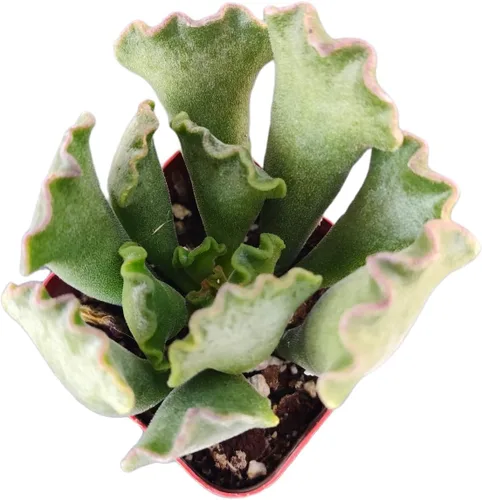 Miniatura 30 de Plantas de Cactus Suculentas Vivas (Maceta de 5 cm Echeveria Minima)