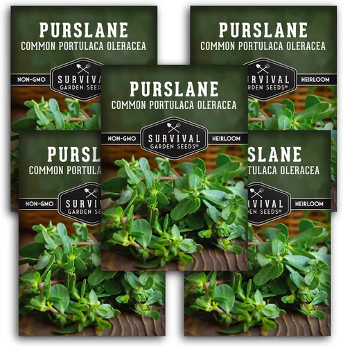 Miniatura 12 de Semillas de verdolaga para plantar, verde comestible Portulaca Oleracea Verdolagas, semillas de vegetales sin OMG para jardín en casa, semillas