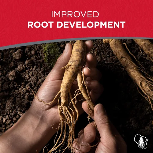 Miniatura 4 de Raíces de trasplante de ginseng americano 4 años (calidad premium, plantas productoras de semillas) (5)