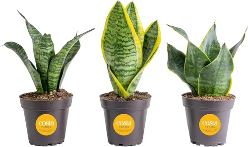 Miniatura 19 de Costa Farms - Planta de serpiente, Sansevieria, planta viva en maceta decorativa, fácil de mantener, suculenta purificadora de aire para interiores