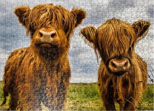 Miniatura 8 de MyPuzzle Two Highland Cows - Rompecabezas prémium de 100 piezas para adultos
