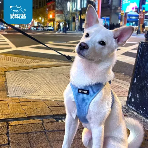 Miniatura 10 de Best Pet Supplies - Arnés de malla para todo tipo de clima, reflectante, antitirones, para perros y gatos pequeños y medianos, con cierre de velcro