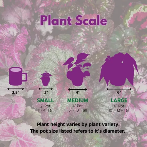 Miniatura 8 de BubbleBlooms Surtido de Peperomia, 6 peperomias diferentes en macetas de 2 pulgadas Grower's Choice