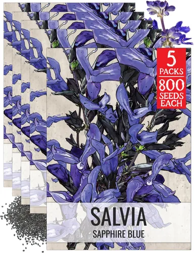 Seed Needs Semillas de salvia azul zafiro para plantar, reliquia y salvia polinizada abierta, cultiva un jardín de mariposas con plantas con flores