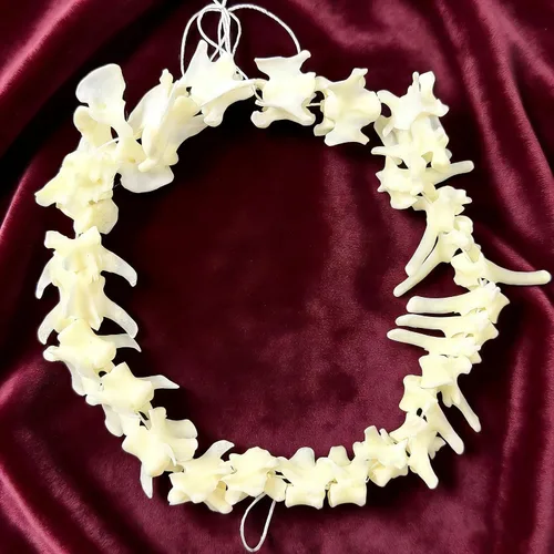 Miniatura 15 de Calaveras de animales reales en taxidermia, espécimen de huesos reales, suministros de taxidermia para educación científica, regalo especial