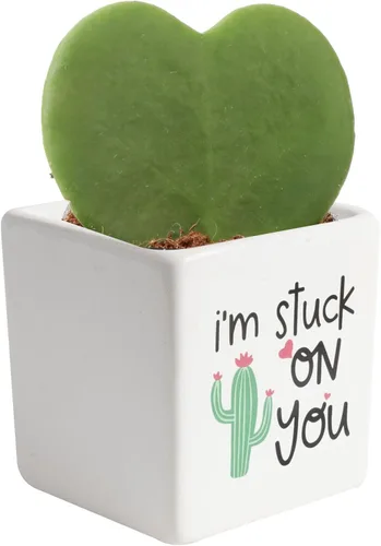 Costa Farms Hoya - Planta de interior con forma de corazón en maceta decorativa, suculenta en forma de corazón de fácil cuidado, bonita decoración