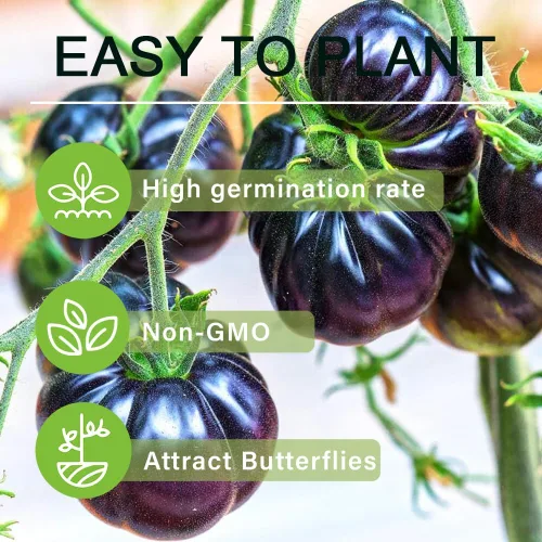Miniatura 3 de Más de 300 semillas de tomate morado para plantar al aire libre, sin OMG, planifica tu verdura en el jardín de tu casa