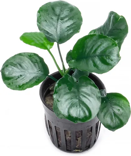 Miniatura 39 de SubstrateSource Plantas vivas – Anubias Hastifolia (Anubias hastifolia) – Luz baja a moderada, hojas en forma de flecha de color verde medio a