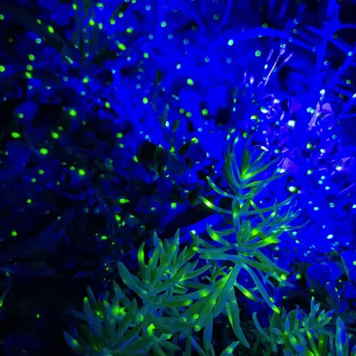Miniatura 5 de Firefly - Luces de jardín con proyector de estrellas, luces láser de Navidad para jardín, césped, patio