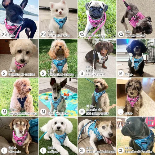 Miniatura 6 de haapaw - Arnés para perro con correa, arnés reflectante, ajustable y sin tirones para cachorros con chaleco acolchado para perros Negro
