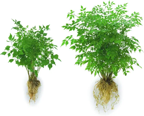 Miniatura 2 de Soil Moist Flower & Garden Plus Aditivo para suelos micorrícicos