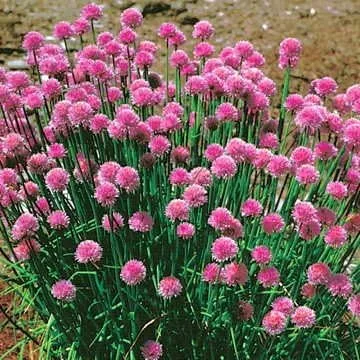 Park Seed Semillas de cebollino, plato sabroso imprescindible para hierbas de cocina, paquete de 100 semillas