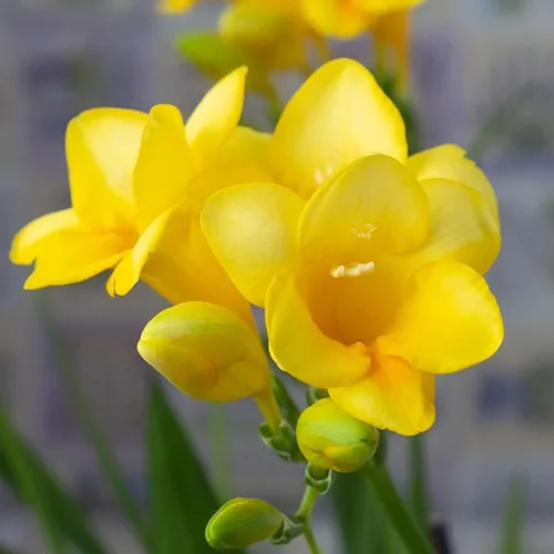 Miniatura 2 de Fresia - Bulbos de flores amarillas dobles fragantes, bombillas perennes fáciles de cultivar para plantar en otoño, perfectos para flores cortadas