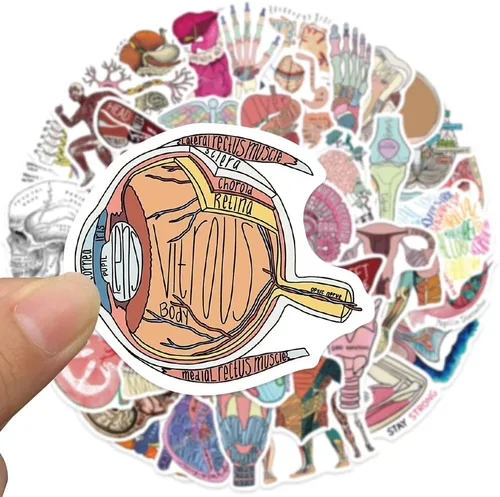Miniatura 2 de Anatomy Pun Stickers Human Anatomy Sticker Water Bottle Stickers for Teens Waterproof Vinyl(50Pcs)