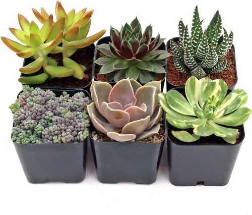 Mountain Crest Gardens Paquete de Variedad Definitiva de Suculentas - 6 Plantas Vivas Únicas, Enraizadas en Macetas de 2 Pulgadas - Suculentas