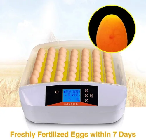 Miniatura 4 de Incubadora de huevos, 42 incubadoras de huevos para incubar huevos con girador automático digital de pollos Control de temperatura y humedad