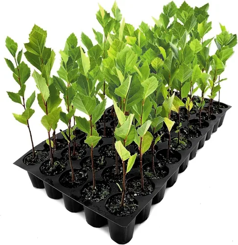 Miniatura 10 de Sycamore 3 plantas vivas Platanus Occidentalis Árbol de sombra de rápido crecimiento, planta de paisaje ornamental, ideal para jardines