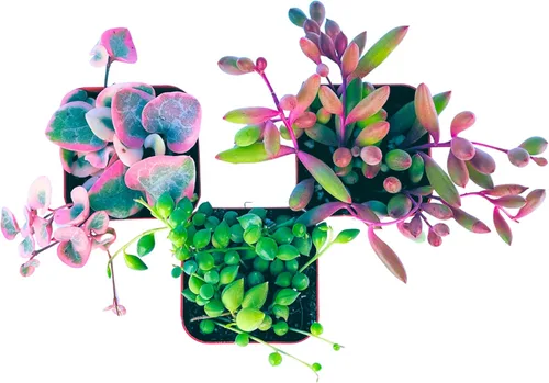Miniatura 4 de Plantas Suculentas Vivas (Paquete de 3) Paquete Inicial de Plantas Colgantes de 2", Plantas Suculentas Vivas Completamente Enraizadas en Macetas