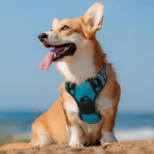Miniatura 4 de Dog Harness, No Pull Large, Release on Neck, Front Back Clips Dog Vest Harness Reflective Adjustable Padded,for Outdoor Walking Training(L,Black)