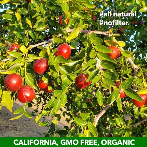 Miniatura 4 de JUJUME Dátiles rojos de azufaifos cultivados en California orgánicos USDA Clasificado individualmente 3 veces para control de calidad