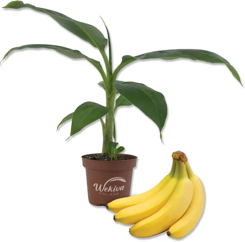 Banana Tree – Planta viva en una maceta de cultivo de 4 pulgadas – Disponibilidad basada en la elección del cultivador – Árbol de frutas comestible