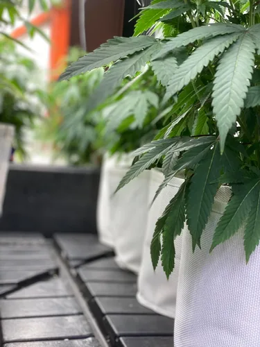 Miniatura 6 de Bolsa de cultivo de 5 galones, macetas de plantación - Macetas de cultivo de plantas coloridas para jardinería y vegetales - Contenedor de planta
