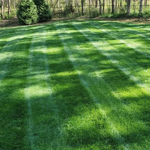 Miniatura 6 de Outsidepride Midnight Kentucky Bluegrass Seed - 10 libras. Semilla de pasto azul de Kentucky tolerante al frío y la sequía, semilla de césped amante