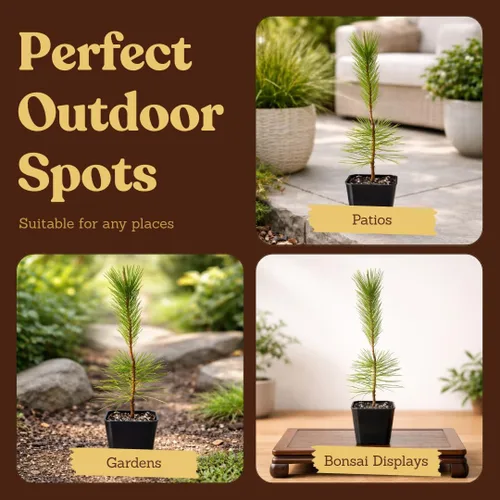 Miniatura 6 de My Shelfie - Árbol bonsái de pino negro japonés, árbol bonsái alto, plantas vivas para jardín exterior o interior, maceta de 2 pulgadas
