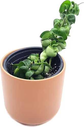 Miniatura 5 de Hoya Hindu Rope Planta de interior viva de 4 pulgadas en maceta o Hoya Carnosa Compacta Easycare Plant Purificador de aire natural Cultivado