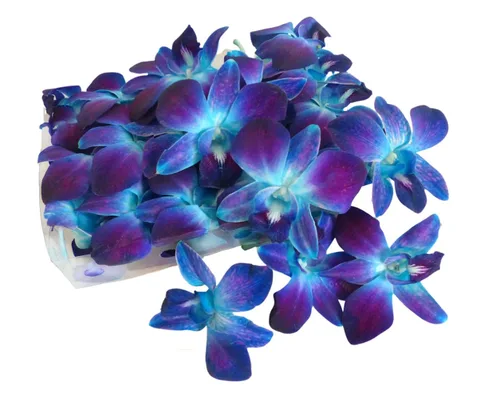 Miniatura 11 de Miami Fresh Orchid Flower OrchidClub USA Sunne Tropical Loose Bloom Head DIY Lei Food Drink Decoración AZUL (100 AZUL REAL)
