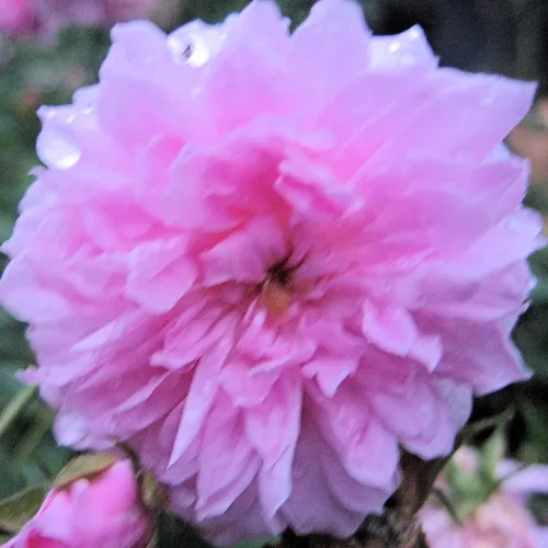 Miniatura 7 de Caldwell Pink Rose Bush - Raíz antigua reliquia propia - Rosa Hybrid - Planta viva - Flor doble perpetua fragante - Emerald Goddess Gardens