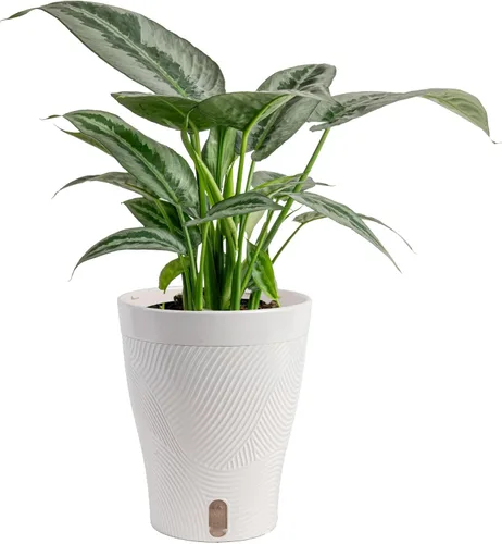 Miniatura 11 de Costa Farms - Aglaonema, planta de interior viva, auto-riego, maceta decorativa, 1 pie de alto, colección Trending Tropicals Maceta de decoración